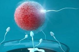 上海试管婴儿价格多少？高吗？